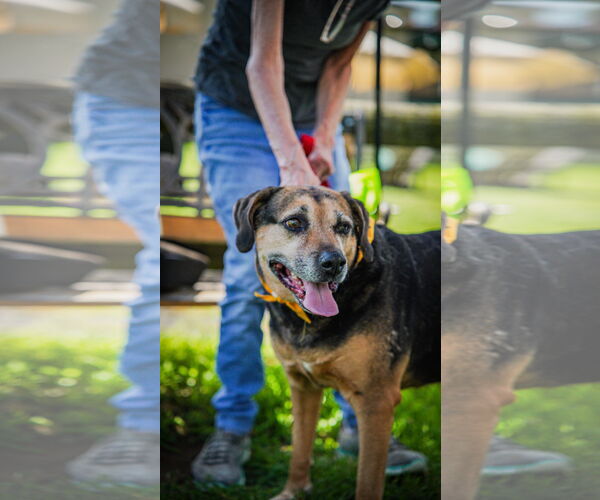 Medium Photo #3 Mutt Puppy For Sale in Oakhurst, NJ, USA