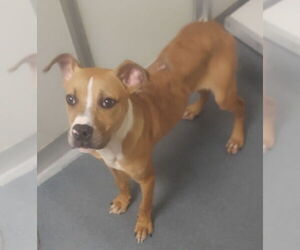 American Pit Bull Terrier-Unknown Mix Dogs for adoption in Glen Allen, VA, USA