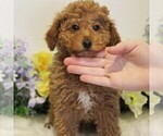 Small #7 Poodle (Toy)