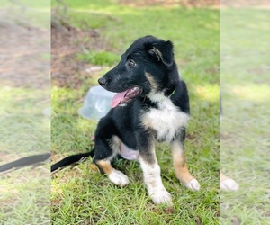 Shollie Puppy for sale in EASLEY, SC, USA