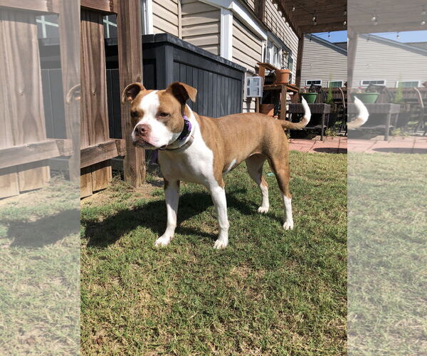 Medium Photo #3 Mutt Puppy For Sale in Greenville, SC, USA