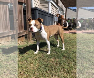 Honeybee - Female Mutt Dog for Adoption - Photo #3