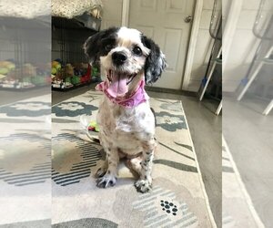 Havanese Dogs for adoption in San Leon, TX, USA