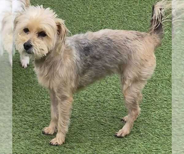 Medium Photo #2 Cairn Terrier-Unknown Mix Puppy For Sale in Carrollton, TX, USA