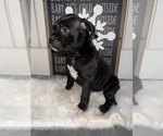 Puppy Hoss Boxer