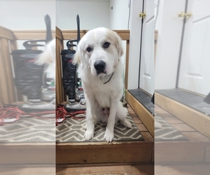 Great Pyrenees Puppy for sale in GRESHAM, OR, USA