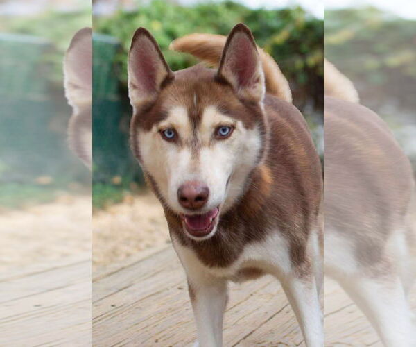 Medium Photo #1 Siberian Husky Puppy For Sale in Matawan, NJ, USA