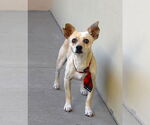 Small Chihuahua Mix
