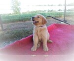 Small Photo #9 Golden Retriever Puppy For Sale in LA RUSSELL, MO, USA