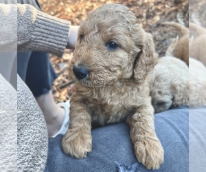 Goldendoodle-Poodle (Standard) Mix Puppy for sale in FAYETTEVILLE, GA, USA