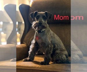 Mother of the Schnauzer (Miniature) puppies born on 05/27/2023