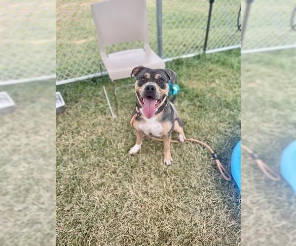 Medium Photo #1 American Pit Bull Terrier-Unknown Mix Puppy For Sale in Louisville, KY, USA