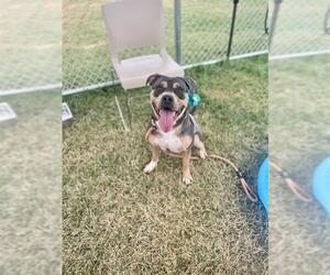 American Pit Bull Terrier-Unknown Mix Dogs for adoption in Louisville, KY, USA