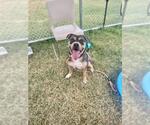 Small American Pit Bull Terrier Mix