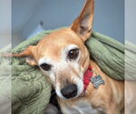 Small #18 Rat Terrier Mix