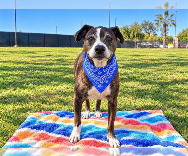 Medium Photo #1 Boxer-Unknown Mix Puppy For Sale in Orange, CA, USA