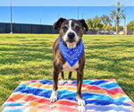 IVAN - Male Boxer-Unknown Mix Dog for Adoption - Small photo