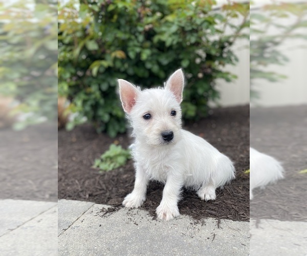 Medium Photo #2 West Highland White Terrier Puppy For Sale in CANOGA, NY, USA
