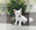 Small #1 West Highland White Terrier