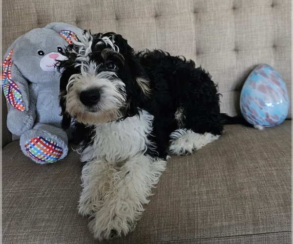 Medium Photo #1 Bernedoodle Puppy For Sale in DANVILLE, IN, USA