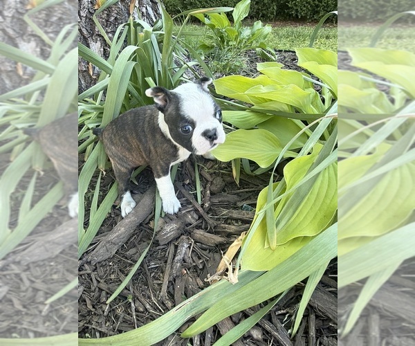 Medium Photo #2 Boston Terrier Puppy For Sale in FREDONIA, KS, USA