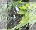 Small #1 Boston Terrier
