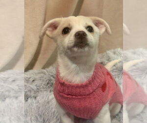 Chihuahua-Unknown Mix Dogs for adoption in Andover, MN, USA