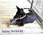 Small #3 German Shepherd Dog