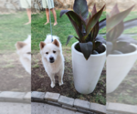 Small #2 Chow Chow-Samoyed Mix