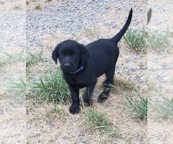 Medium Photo #9 Labrador Retriever Puppy For Sale in OLYMPIA, WA, USA