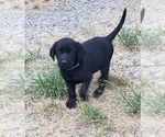 Small #8 Labrador Retriever