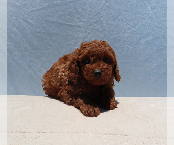 Medium Photo #7 Poodle (Toy) Puppy For Sale in LOS ANGELES, CA, USA