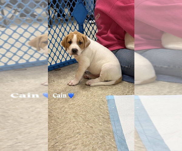 Medium Photo #1 American Staffordshire Terrier-Unknown Mix Puppy For Sale in Wenonah, NJ, USA