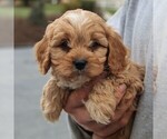 Small Photo #6 Cavapoo Puppy For Sale in HONEY BROOK, PA, USA