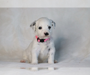 Dalmatian Puppy for sale in COTTAGE GROVE, OR, USA