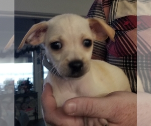 Chihuahua Puppy for sale in AUBURNDALE, FL, USA
