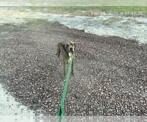 American Pit Bull Terrier-Unknown Mix Dogs for adoption in Ocala, FL, USA