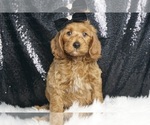 Puppy Beau F1B Goldendoodle (Miniature)