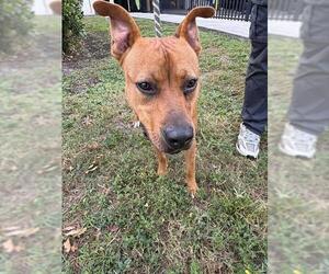 American Staffordshire Terrier Dogs for adoption in Fort Lauderdale, FL, USA