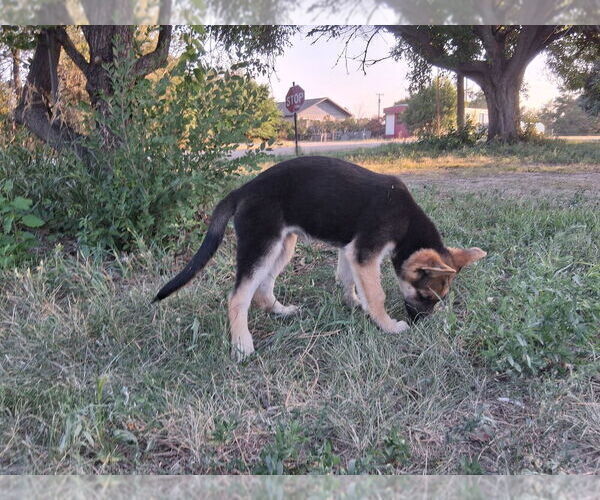 Medium Photo #6 German Shepherd Dog Puppy For Sale in KANORADO, KS, USA