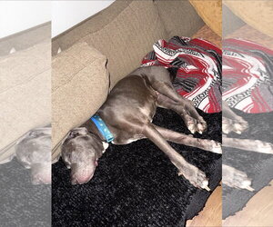 Dexter - Male American Pit Bull Terrier-Labrador Retriever Mix Dog for Adoption - Photo #6
