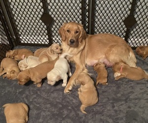 Mother of the Golden Retriever puppies born on 01/25/2024