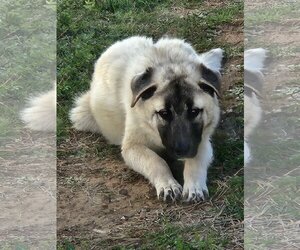 Anatolian Shepherd-Unknown Mix Dogs for adoption in Higley, AZ, USA