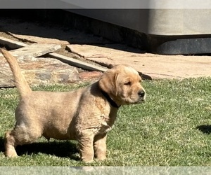 Labrador Retriever Puppy for Sale in THREE RIVERS, California USA