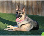 Small #1 German Shepherd Dog