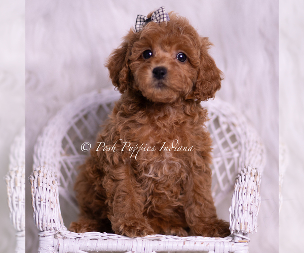 Medium Photo #5 Poodle (Miniature) Puppy For Sale in WARSAW, IN, USA