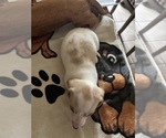 Small Photo #33 Dachshund Puppy For Sale in MONONA, IA, USA