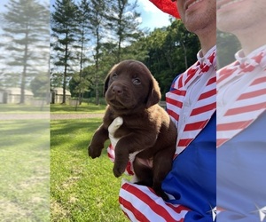 Labrador Retriever Puppy for sale in NEOLA, WV, USA