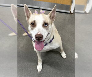 Labrador Retriever-Unknown Mix Dogs for adoption in Forestville, MD, USA