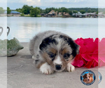 Small Photo #18 Miniature Australian Shepherd Puppy For Sale in GRANBURY, TX, USA